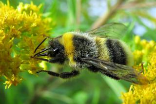 bumblebee