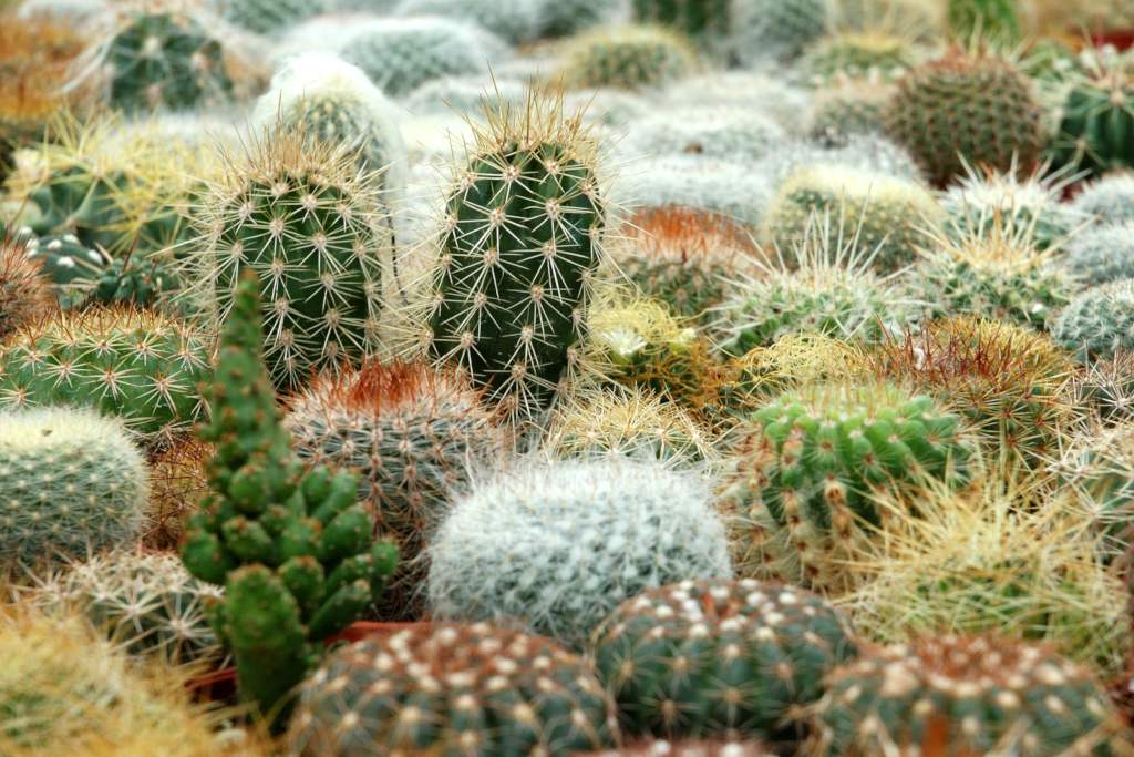 Cactus plants crowded together.