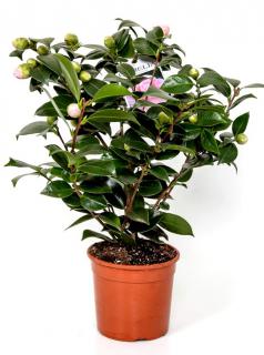 Camellia growing in a pot.