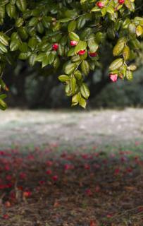 Camellia flower petals drop to the ground in winter.