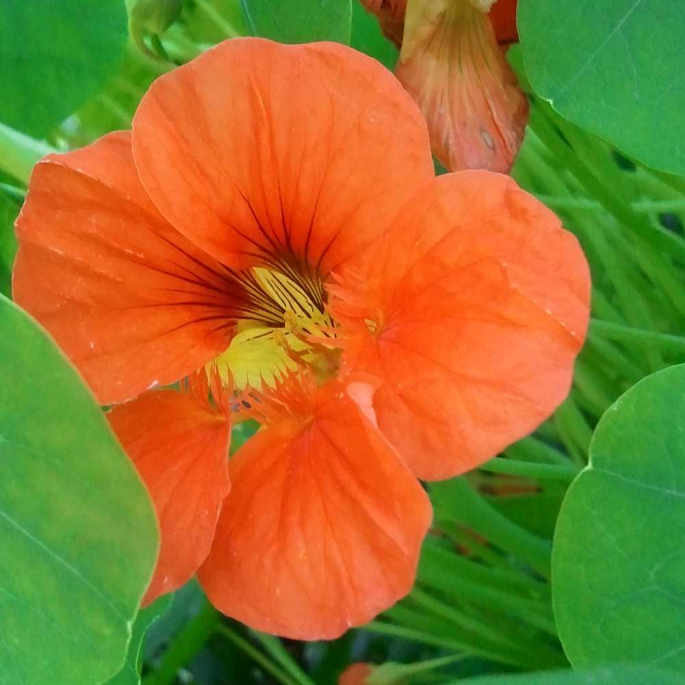capucine-nasturtium