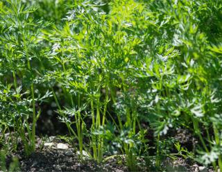 Sowing carrots