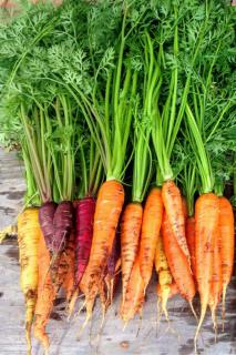 Yellow, purple, red and orange carrots stacked up after harvest.