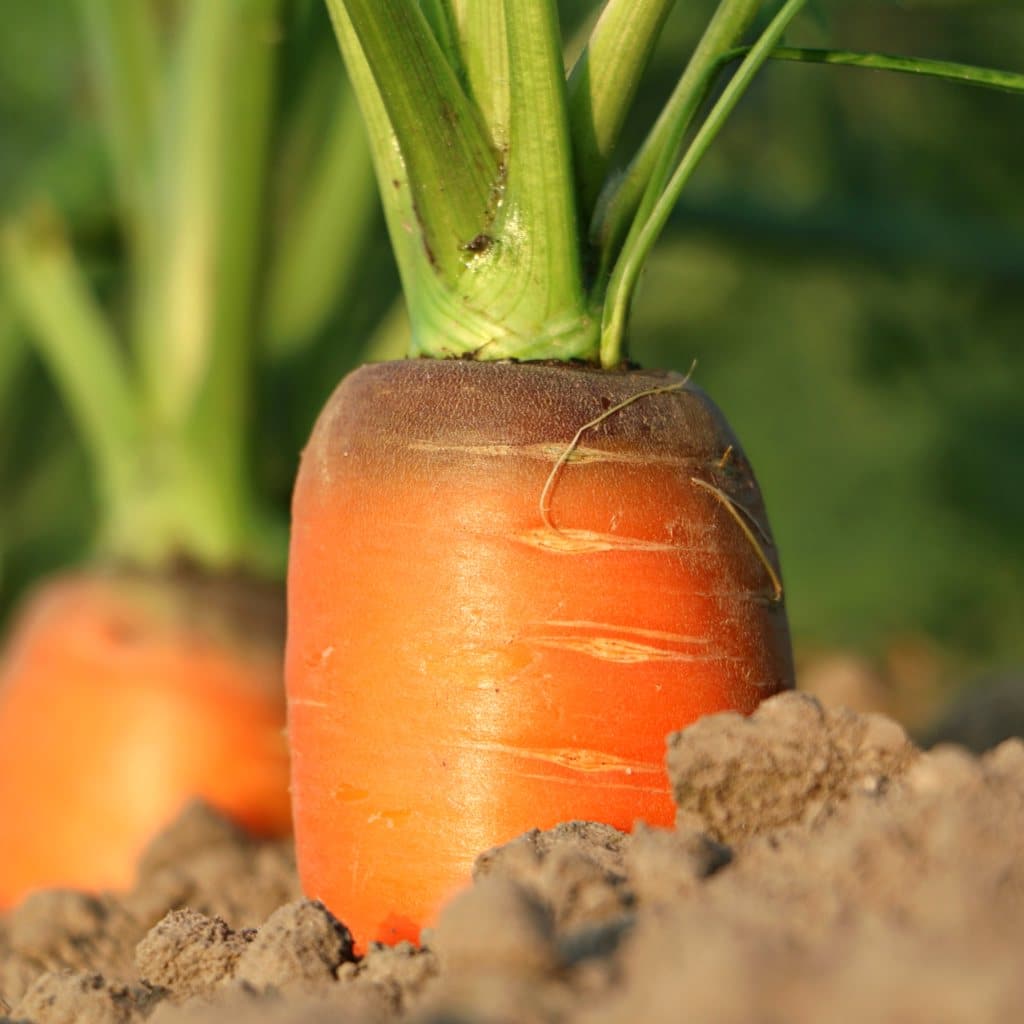 Carrot growing in the soil, slightly uncovered at the crown.