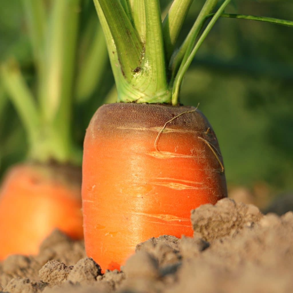 Carrot Sowing Growing Care And Harvest Video