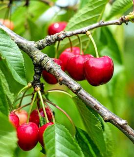 A few cherries hanging from a branch on a cherry tree.