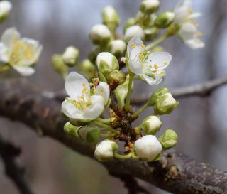 Cherry tree blossoms