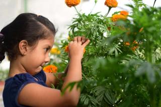 A child that likes gardening with marigolds