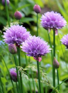 Chives in full bloom with pastel violet flowers.