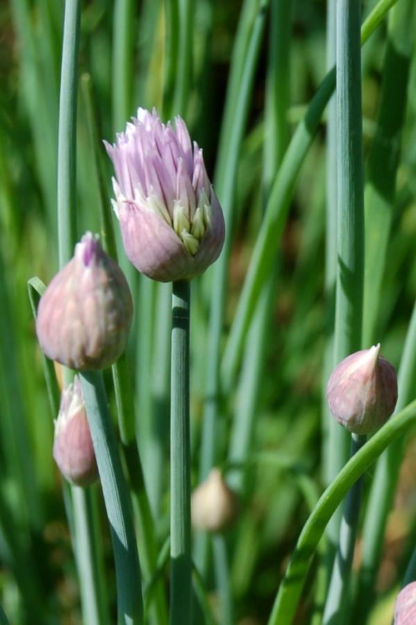 Harvesting chives