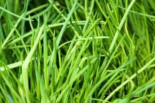 Chive leaves