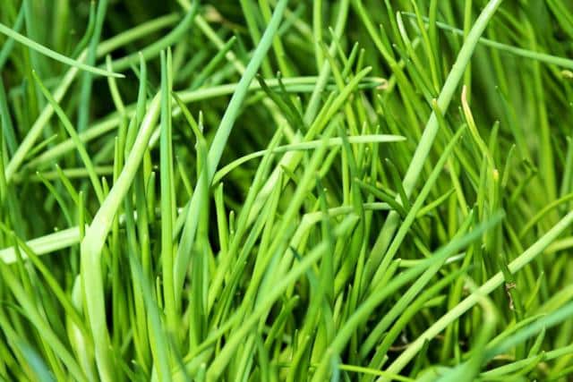 Chive leaves