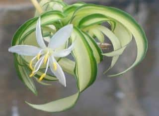 Runner with bloom on a chlorophytum comosum flower