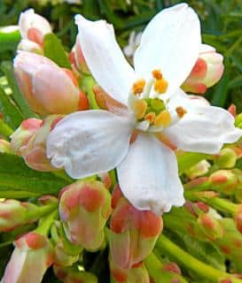 Young blooms of the Choisya ternata Aztec Pearl