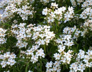 Choisya Ternata Aztec Pearl shrub