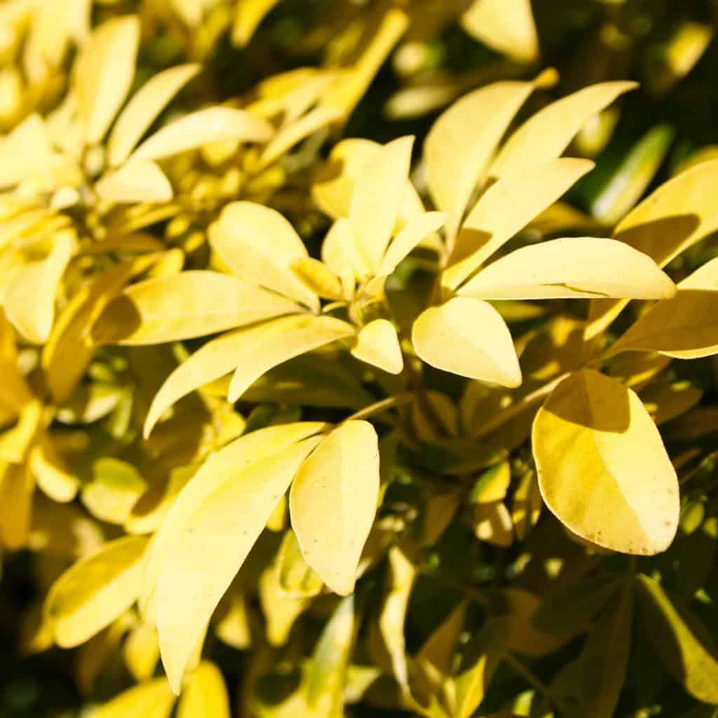 Choisya ternata Sundance, a golden-leaved Mexican Orange