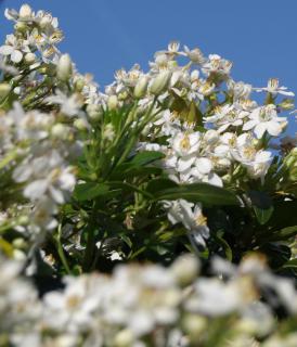 Choisya ternata bush in full bloom against a deep blue spring sky