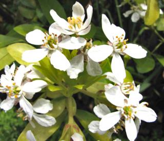 Choisya ternata sundance