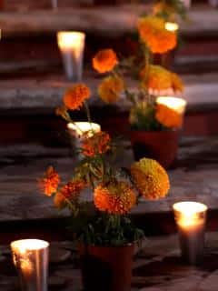 Chrysanthemum with candles in a cemetary