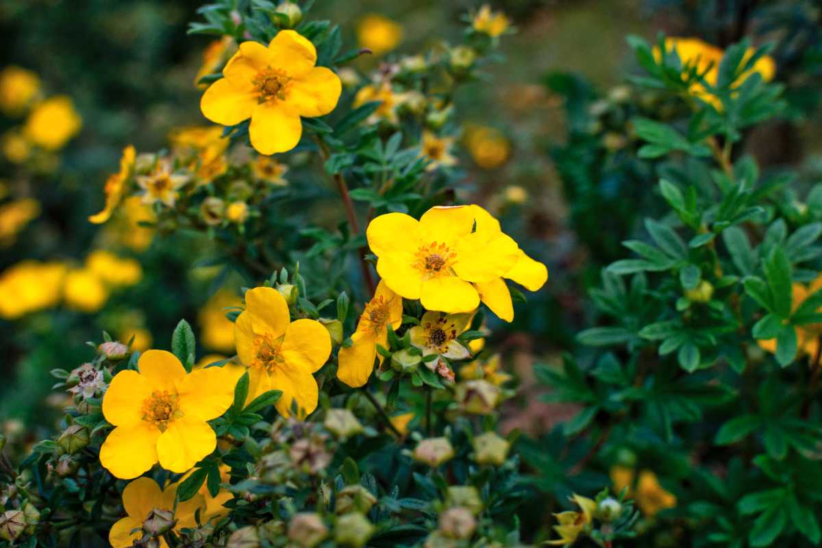 Yellow cinquefoil shrub