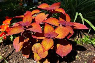 Coleus care