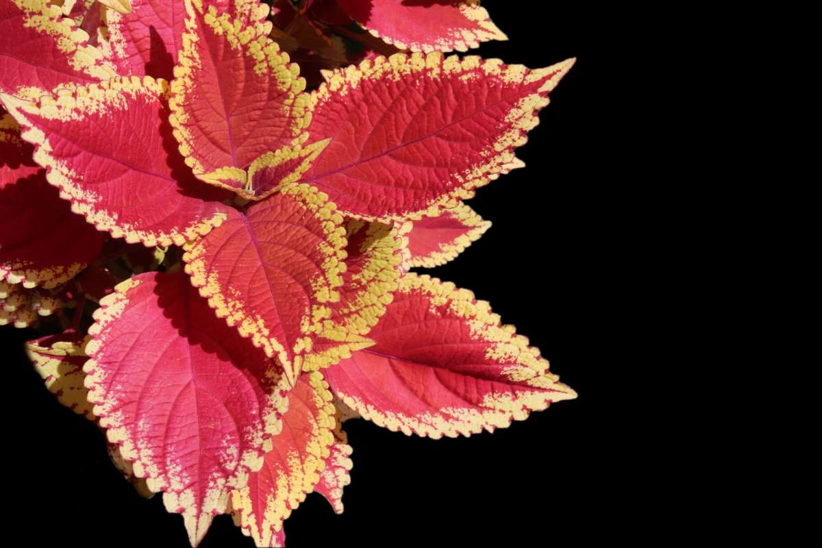 Red and yellow coleus