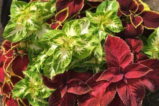 Exposure for the coleus species and varieties