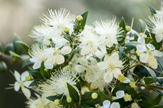 Common myrtle, a flowering shrub