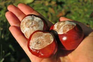 Three horse chestnuts in an open hand