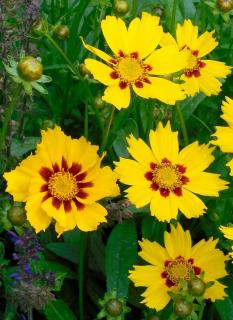 coreopsis planting