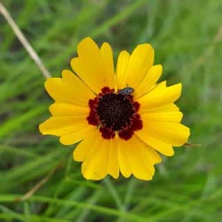 coreopsis care