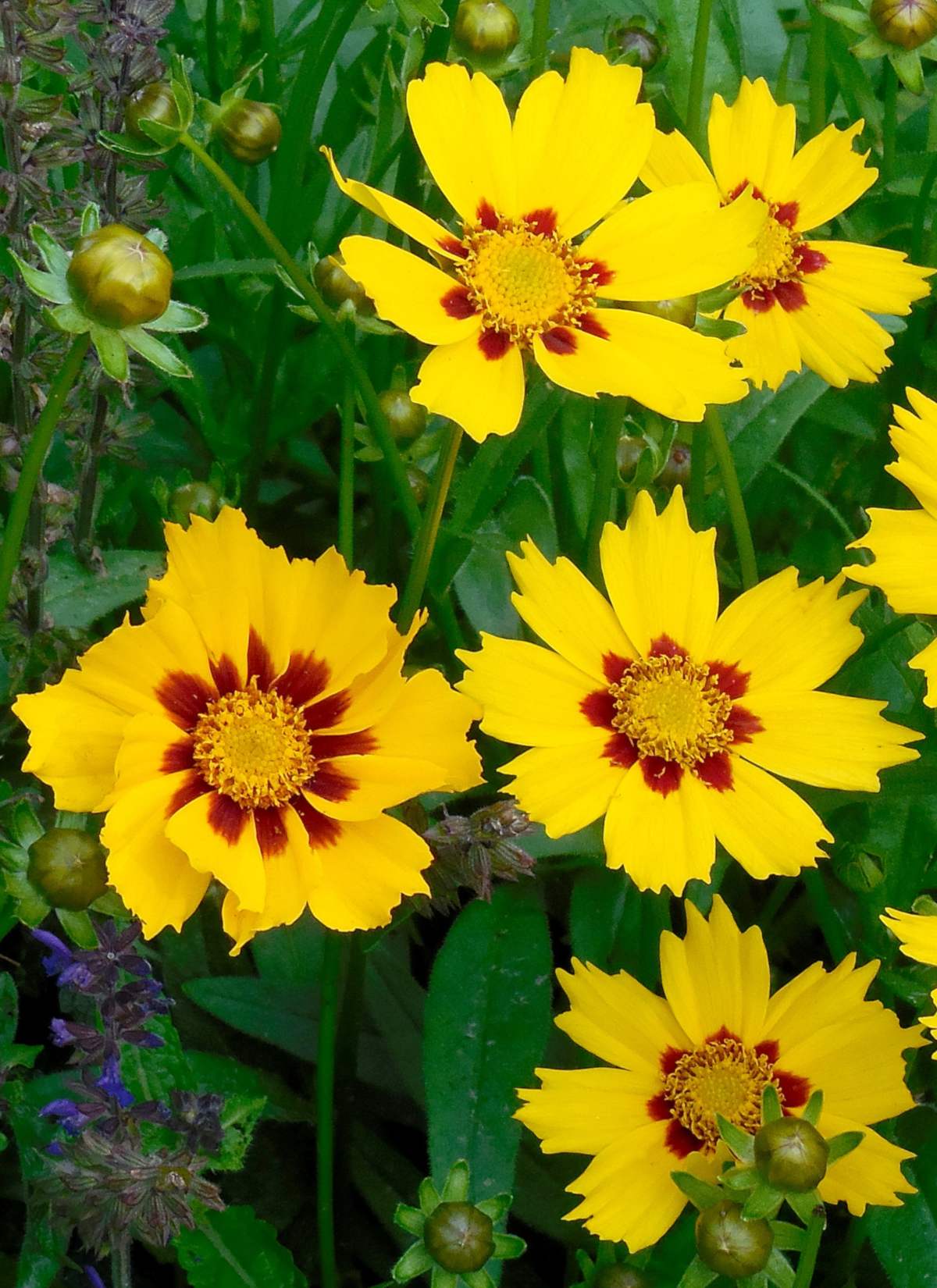Coreopsis - care and planting for this cute field wildflower