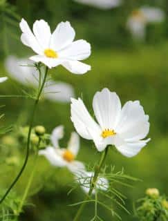 White cosmos flowers, but they also come in all the other colors.