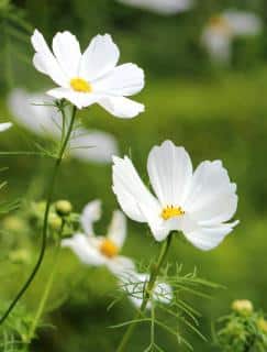 Cosmos varieties