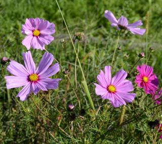 Caring for cosmos flowers