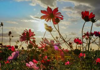 cosmos planting