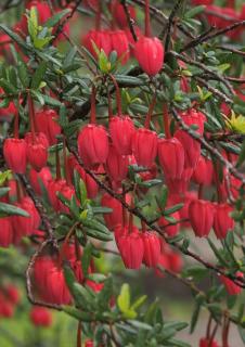 Crinodendron planting