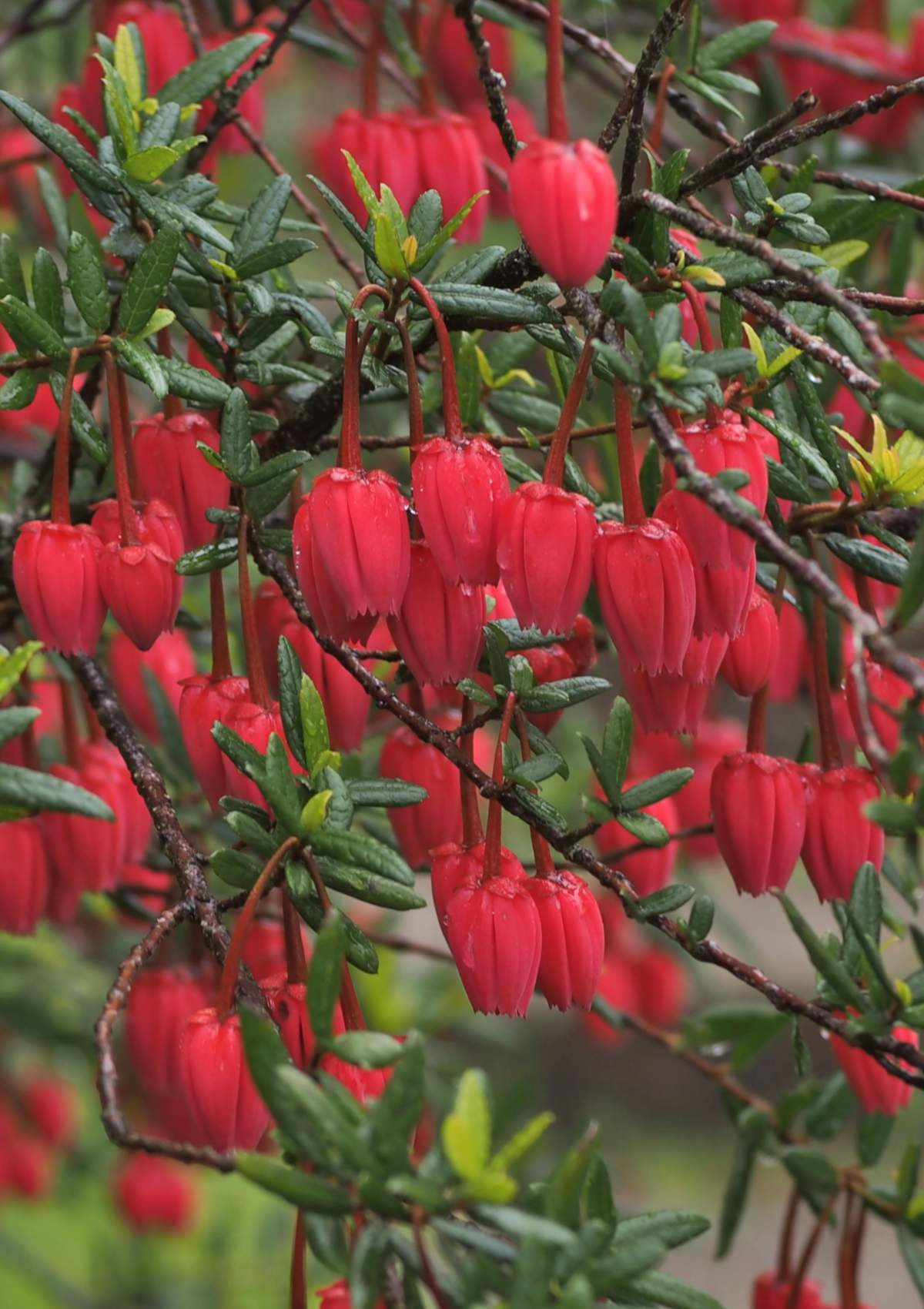 Crinodendron blooming with dozens of lantern-like flowers.