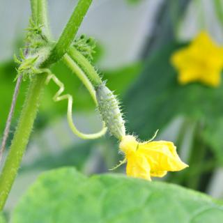 Cucumber care