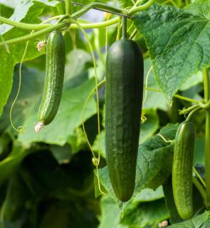 pruning cucumber and pickle