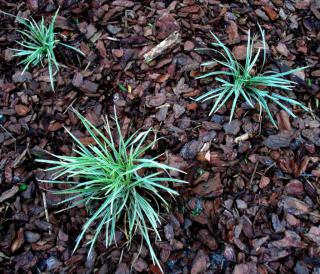 Cypress pine bark mulch