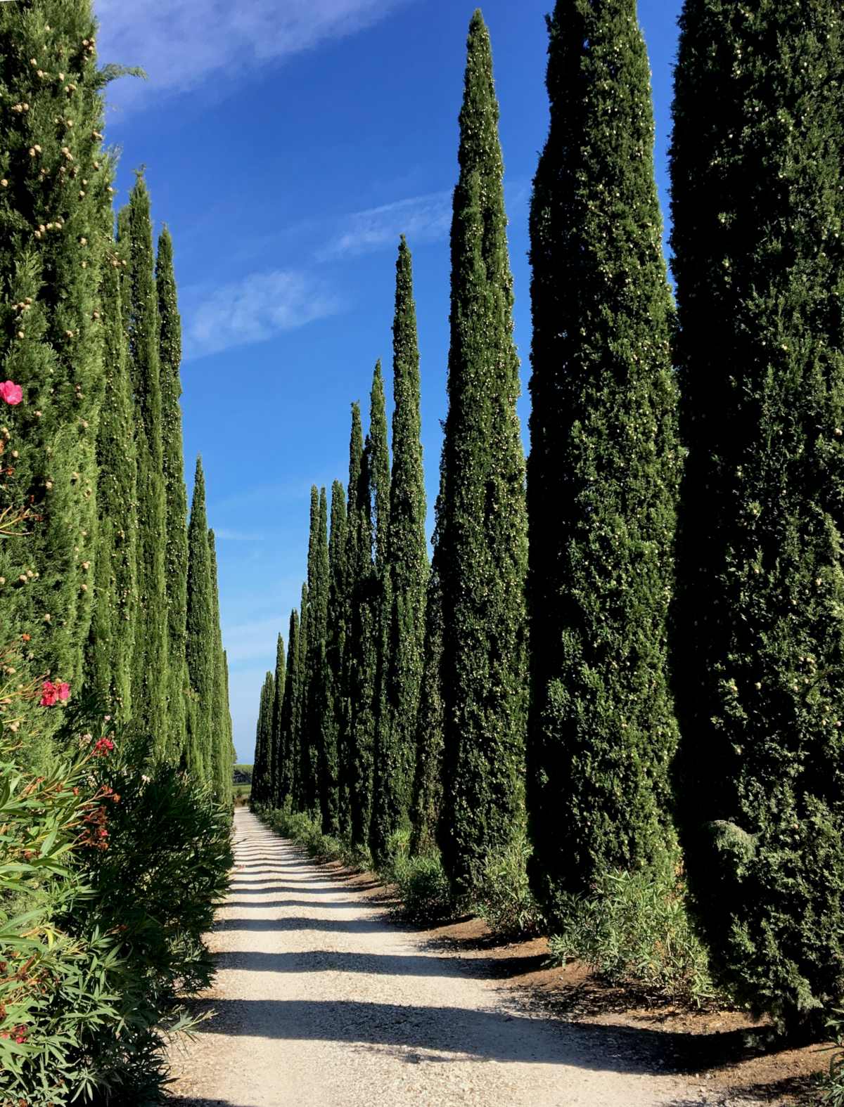 Cypress alleyway