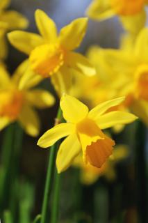 Bright yellow daffodils with hanging heads.