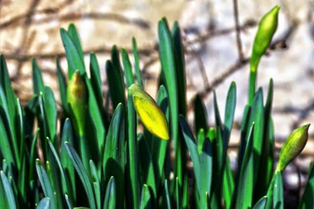 Young daffodils