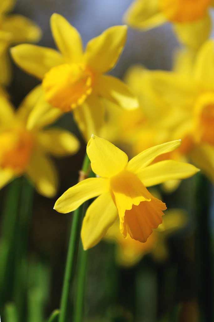 Bright yellow daffodils with hanging heads.