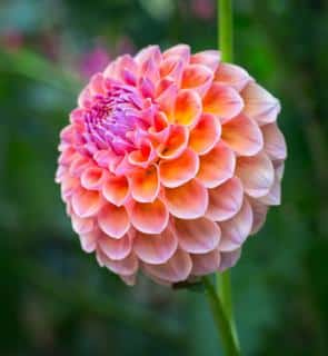 Wonderful 'Wizard of Oz' pompom dahlia.