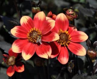 This black-leaved dahlia does better in full sun.