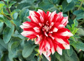 Red and white dahlia blooming against green leaves.