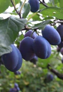 Damson plums on a branch