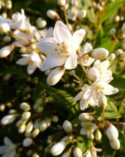 Beautiful close-up of a well-cared for deutzia plant.